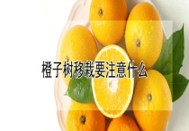 橙子树移栽要注意什么？