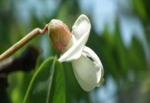 春天树上能吃的有哪些？