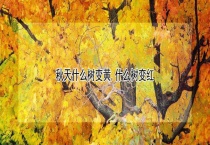 秋天什么树变黄 什么树变红