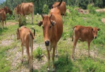 黄牛皮和水牛皮有区别？