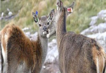 动物近亲繁殖会出现什么问题 附动物的繁殖方式