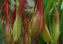 猪笼草有毒吗？猪笼草吃虫吗 怎么养