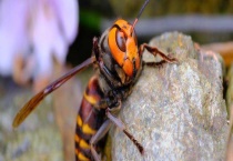 金环胡蜂的种类及图片大全 分别详细介绍