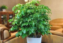 幸福树一个月浇一次水可以吗？