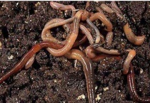 蚯蚓是保护动物吗？