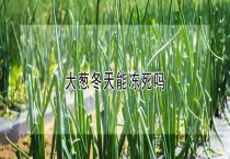 大葱冬天能冻死吗？