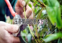 压条繁殖的基本多久？