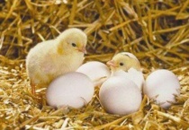 鸡出壳第一天怎么办？