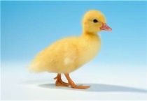 养小洋鸭该注意什么？