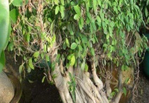 榕树气生根培养方法 附榕树气生根形成方式