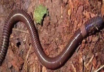 巴西蚯蚓有多大 普通蚯蚓有什么药用价值