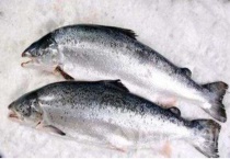 马哈鱼是三文鱼吗？