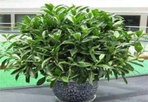 非洲茉莉出胶像露珠怎么治