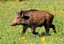 西猯和野猪的区别？