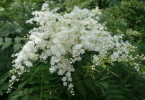 珍珠梅好养吗？