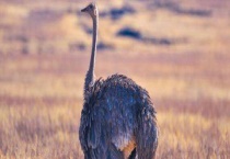 鸵鸟可以家养殖吗？