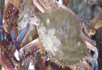 刚刚死的梭子蟹能吃吗 活梭蟹如何保存