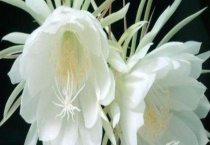 昙花常见的病虫害 附防治多久？