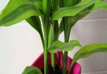 土养富贵竹发黄怎么办？发黄的原因是什么？