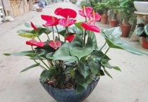 红掌老桩高能剪掉吗？