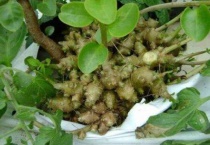 野生三七长什么样子