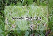 蚕豆只开花不结荚是什么原因？