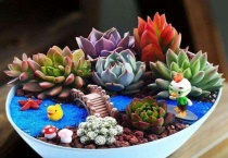 多肉植物根太短怎么办？