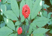 怎么区分三七花与人参花 主要分布在哪里