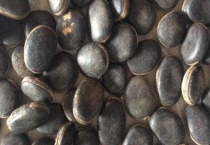 平安豆是什么植物的种子