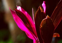 朱蕉无根怎么在水里养