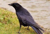 黑鸫和乌鸦的区别？