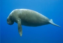 儒艮和海牛的区别？ 儒艮吃什么食物