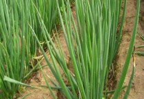 香葱种植技术和管理多久？