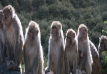 猕猴的生活习性 及猕猴争王