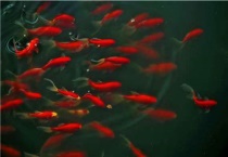 锦鲤和锦鲫的区别？