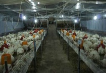 鸡舍如何预防禽流感