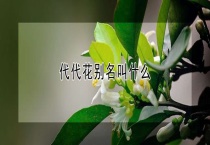 代代花别名叫什么？