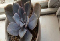 紫丁香花的特点是什么？