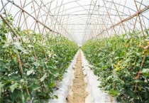 大棚西红柿烂根怎么办？