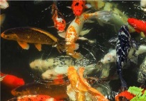 鲤鱼有多少品种