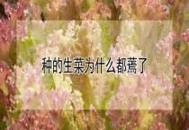 种的生菜为什么都蔫了