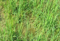 野荸荠的生长发育环境 附繁殖特点