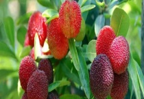 杨梅采摘和挑选方法 衣服上染上了杨梅汁怎么办？