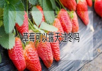 草莓可以露天过冬吗？