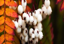 白果是什么？和开心果有什么区别？？