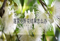 莲雾不开花结果怎么办？