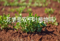 花生是双子叶植物吗？