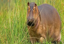 动物园的非洲河马的主要食物是什么 河马的习性是什么？