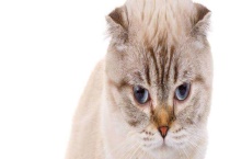 折耳猫有哪些遗传病？成因是社么