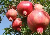 石榴传播种子的多久？